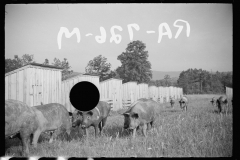 2272_Pig farming, Tygart Valley, West Virginia