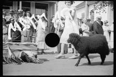 2307_Sheep on the Parade .the fair, Albany, Vermont.