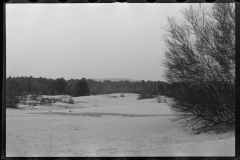 2322_Sand covering grass, Freeport , The Desert of Maine