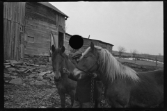 2344_Resettlement worker with horses , Kingston, New York, Ulster County,