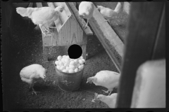 2373_Chickens , the Jewish poultry cooperative at Liberty, New York