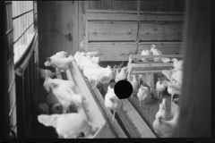 2375_ Chickens , the Jewish poultry cooperative at Liberty, New York