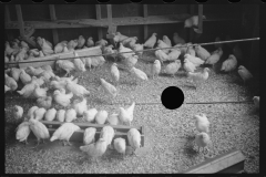 2376_Chickens , the Jewish poultry cooperative at Liberty, New York