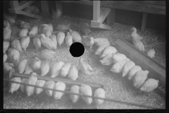 2377_Chickens , the Jewish poultry cooperative at Liberty, New York