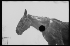 2436_Neglected horse owned by rehabilitation client, Jackson County, Ohio