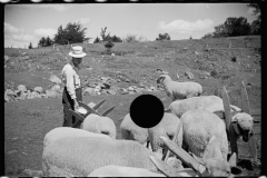 2542_Vermont farmer and sheep , near North Troy , Orleans County .