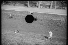 2545_Possibly some cattle on sheep farm near North Troy , Orleans County, Vermont