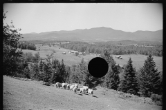 2552_ Sheep on farm , North Troy , Orleans County, Vermont