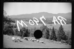 2553_Sheep on farm , North Troy , Orleans County, Vermont