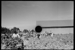 2643_Harvesting celery, Sanford, Florida