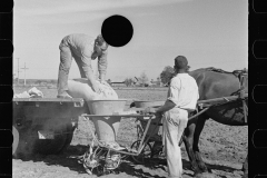 2647_Large quantities of fertilizer being used to grow celery,  Sanford, Florida