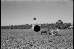 2649_Spreading fertilizer on celery field , by horse,  Sanford , Florida