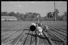 2652_Setting out rows of celery, Sanford, Florida