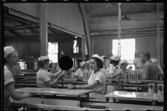 2671_Women workers , many migrant, canning grapefruit ,  Winter Haven , Florida