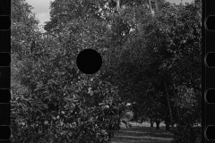 2678_Orange picking , possible migrant workers, Polk County, Florida