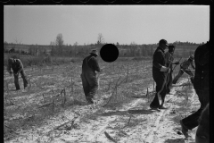 2757_Planting slash pine, Tuskegee Project, Macon County, Alabama,