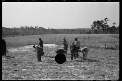 2761_Planting slash pine, Tuskegee Project, Macon County, Alabama,