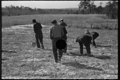 2762_Planting slash pine, Tuskegee Project, Macon County, Alabama,