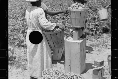 02784_Picking string-beans near Cambridge, Maryland