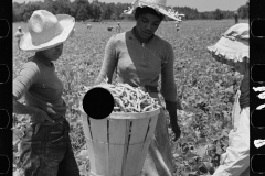 2785_Picking string-beans near Cambridge, Maryland