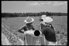 2786_Picking string-beans near Cambridge, Maryland