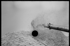 2789_  Wheat straw being thrown  out of threshing machine, Frederick, Maryland