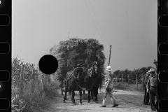 2801_ Straw on horse-drawn cart  from Mobile threshing yard , Frederick, Maryland