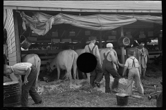 2836_ 4-H Club boys taking care of their cows, State Fair, Rutland, Vermont