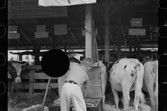 2839_4-H Club boys taking care of their cows, State Fair, Rutland, Vermont