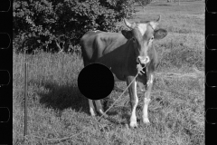 2855_Young Bull , McNally Family  Farm, Kirby, Vermont