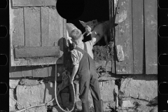 2859_Pigs ,McNally Family  Farm, Kirby, Vermont