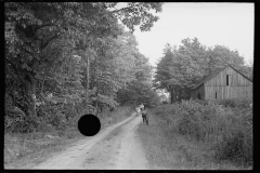 2870_Driving the cows, Otsego