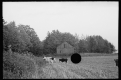 2871_Cows for milking, Otsego