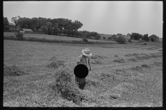 2941_ Pea vines , in open field , farm near Sun Prairie, Wisconsin