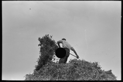 2942_  Farm worker  pitching pea vines onto a truck,  Sun Prairie, Wisconsin