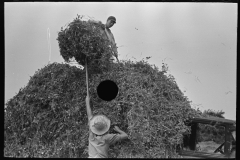 2943_Farm workers  pitching pea vines onto a truck,  Sun Prairie, Wisconsin