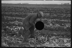 3013_Worker topping sugar beet near East Grand Forks, Minnesota