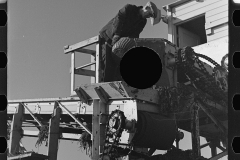 3022_Probably securing  a sample of beets being unloaded and piled-up near East Grand Forks, Minnesota