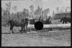 3032_Loading pulpwood at camp near Effie, Minnesota