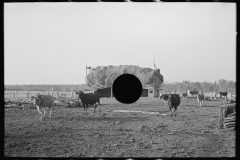 3035_Cattle with straw barn in the background on farm near Little Fork, Minnesota