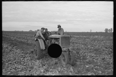 3048_Alice Chalmers Row Crop tractor in sugar beet crop.