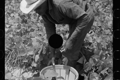 3069_ Picking string-beans near Cambridge, Maryland