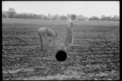 3081_Large fields make tractor cultivation necessary. Wabash Farms, Indiana]