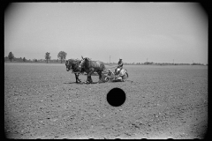 3089_Planting tomatoes