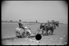 3090_Planting tomatoes