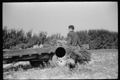 3159_Loading carrots on truck, Camden County, New Jersey