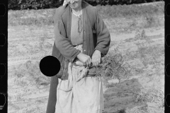 3161_Woman picking carrots, Camden County, New Jersey