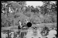 3165_Gathering cranberries that are floating on the surface of a flooded bog, Burlington County, New Jersey