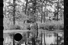 3167_Gathering cranberries that are floating on the surface of a flooded bog, Burlington County, New Jersey