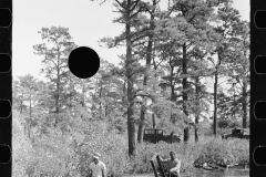 3170_Gathering cranberries that are floating on the surface of a bog, Burlington County, New Jersey